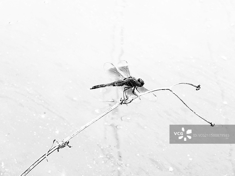 蜻蜓立枝头图片素材