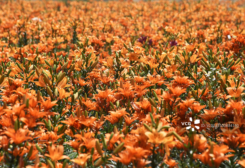 山东枣庄山亭区中药材种植基地的百合花竞相绽放图片素材