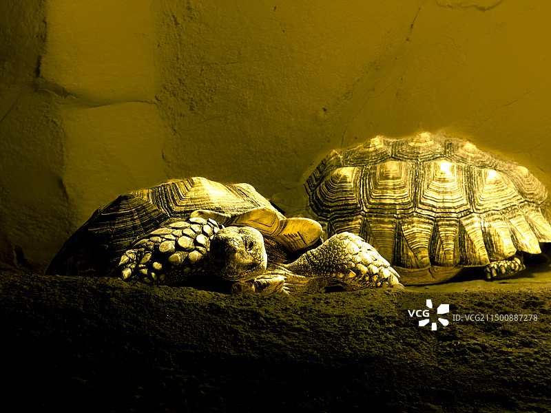 苏卡达陆龟（拍摄于武汉动物园）图片素材