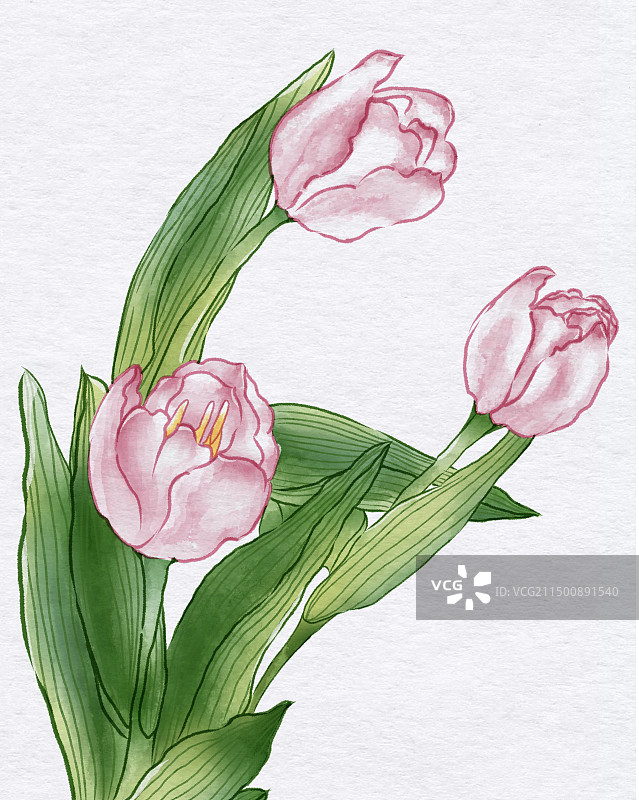 插画-水彩风-郁金香图片素材