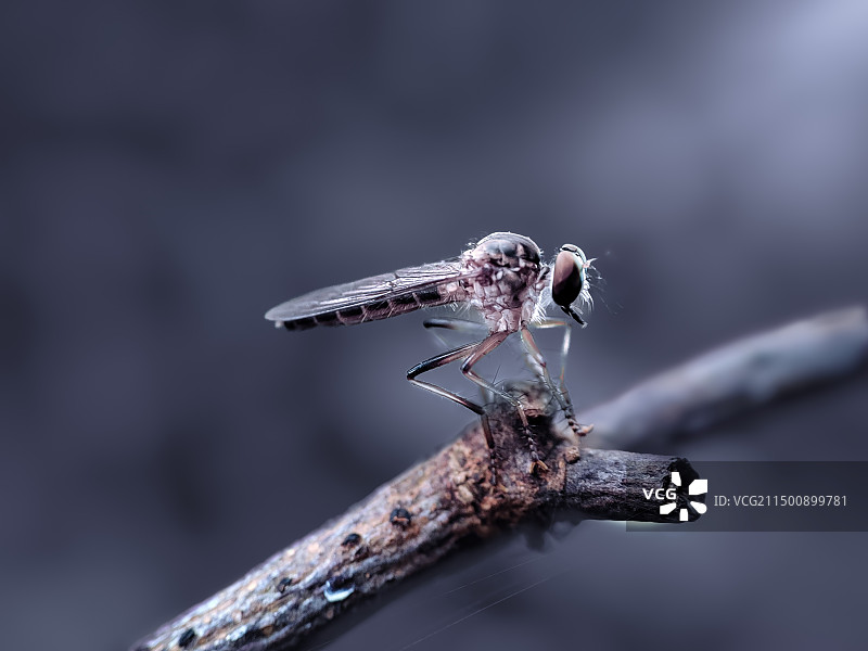 栖息~牛虻图片素材