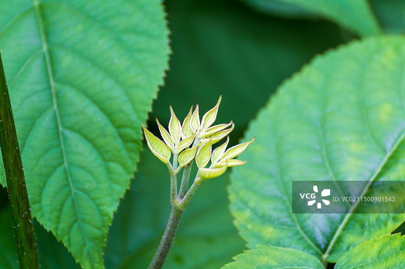 食用土当归嫩芽图片素材