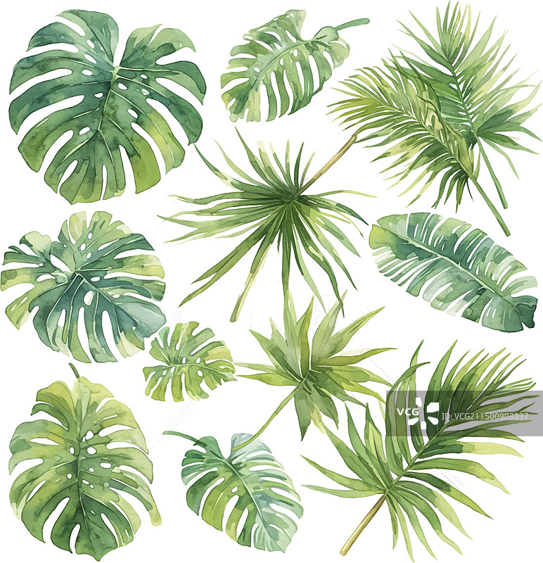 绿色热带叶子和棕榈叶合集图片素材