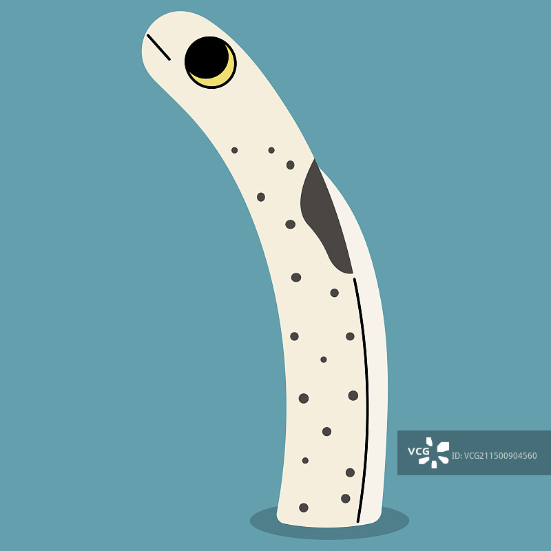 斑点花园鳗图片素材