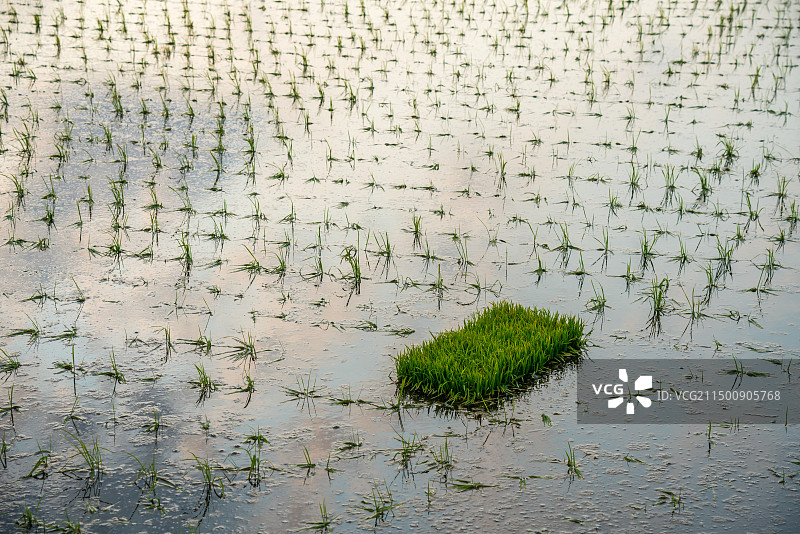 黑龙江省齐齐哈尔市正在插秧的水稻田图片素材