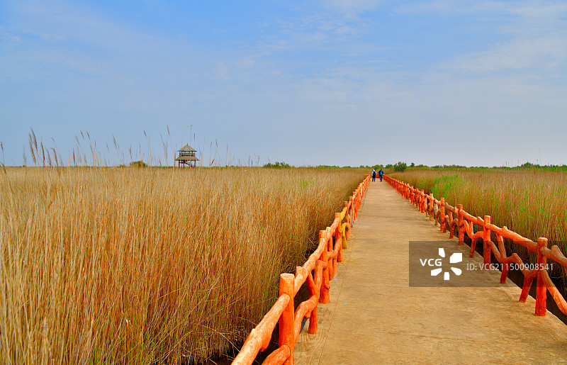 黄河口生态游（拍摄于黄河口生态旅游区）图片素材