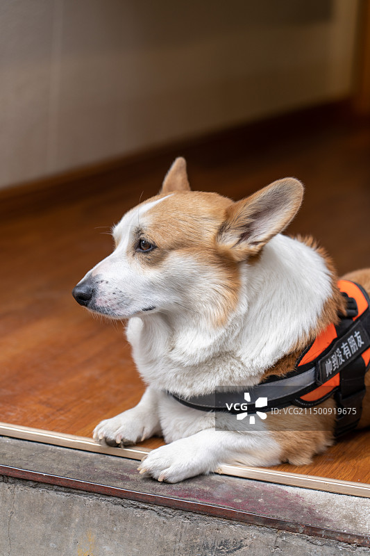 布达拉宫-八廓街图片素材