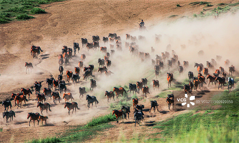 山丹马~产于中国甘肃山丹军马场，该马是以当地马与顿河马杂交育成，1984年经鉴定命名。图片素材