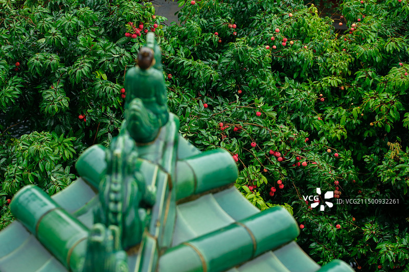 荔枝成熟时的番禺宝墨园图片素材