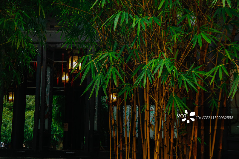 番禺宝墨园的竹林图片素材