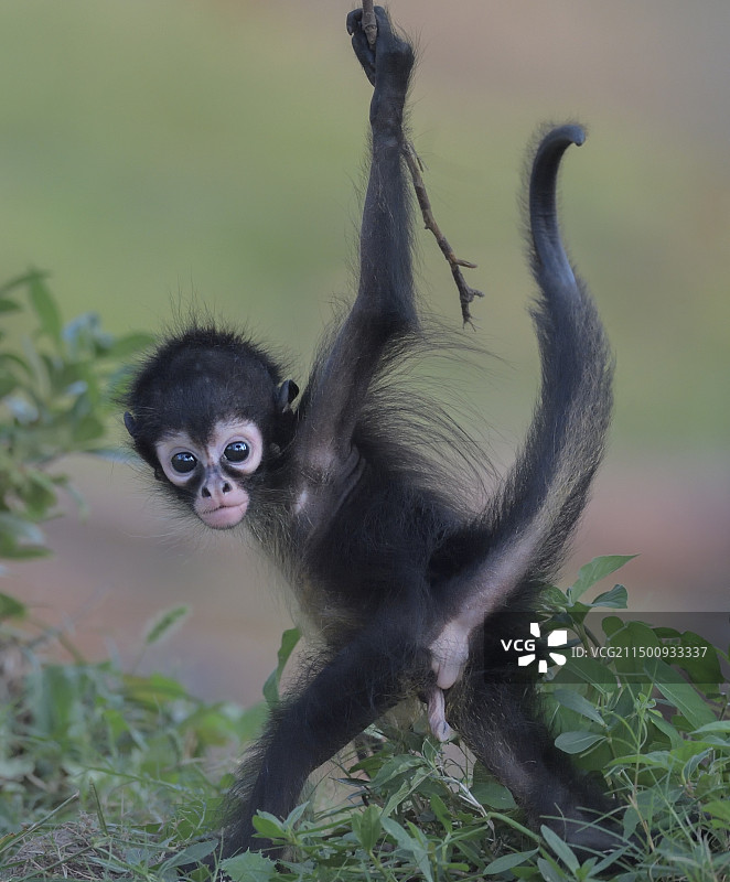 黑掌蜘蛛猴小猴图片素材