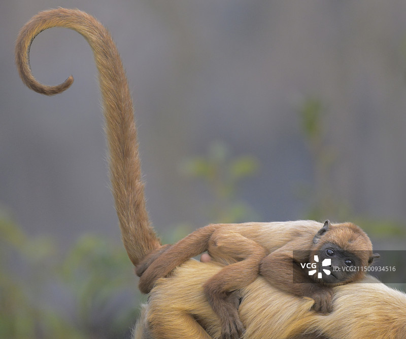 红吼猴小猴图片素材