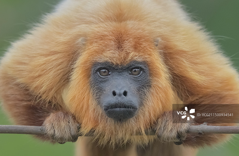 红吼猴图片素材