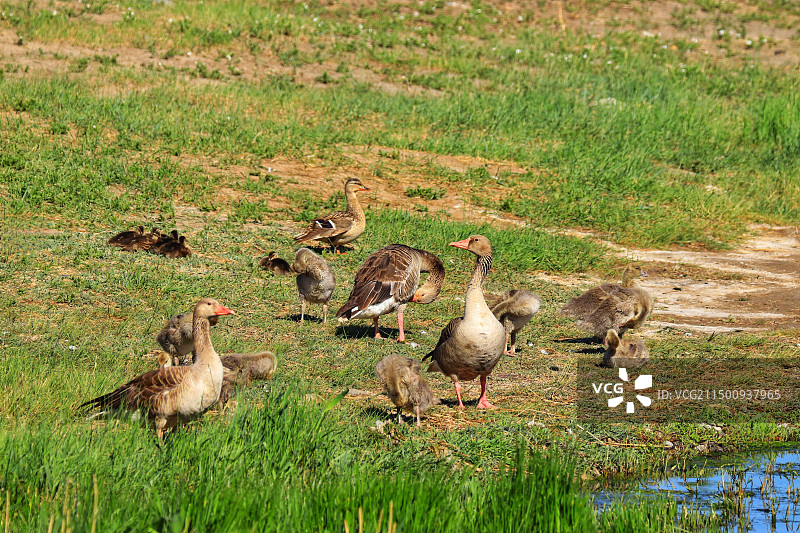 灰雁，绿头鸭在湖边栖息图片素材