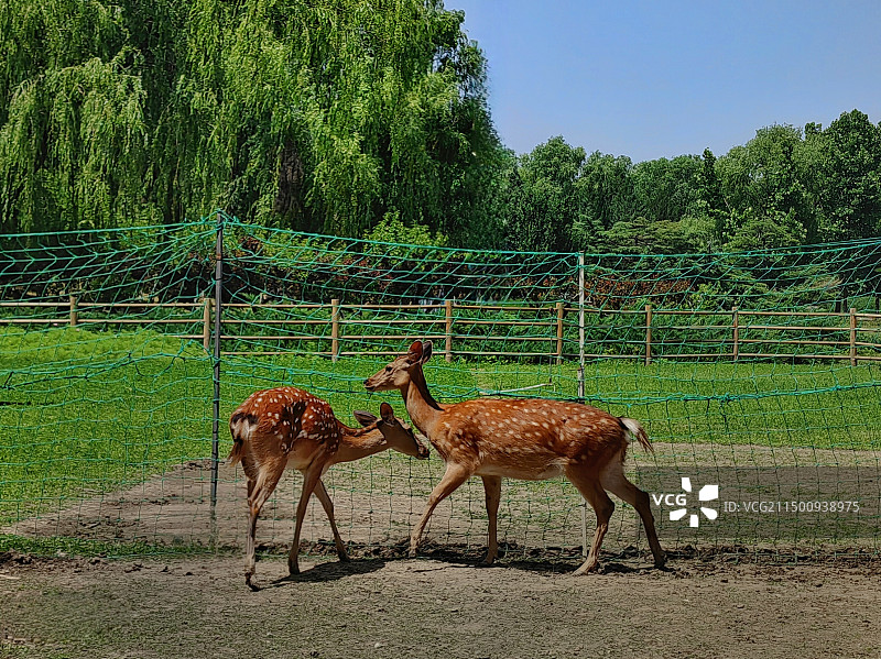 梅花鹿图片素材