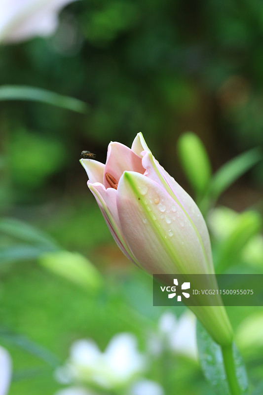 粉色百合花-瓦雷泽图片素材