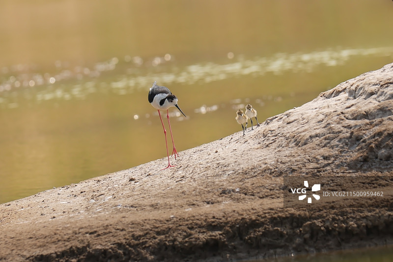 长腿鹬图片素材