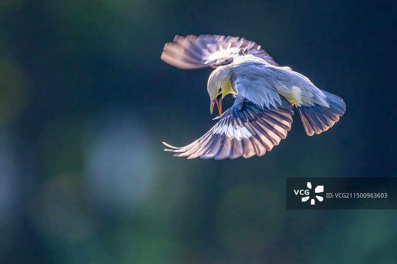 丝光椋鸟图片素材