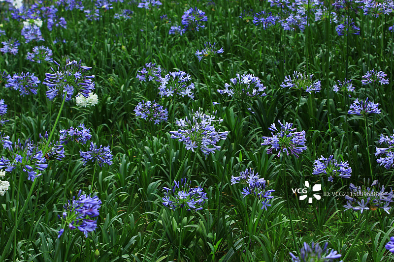 绿化植物欧石竹花图片素材