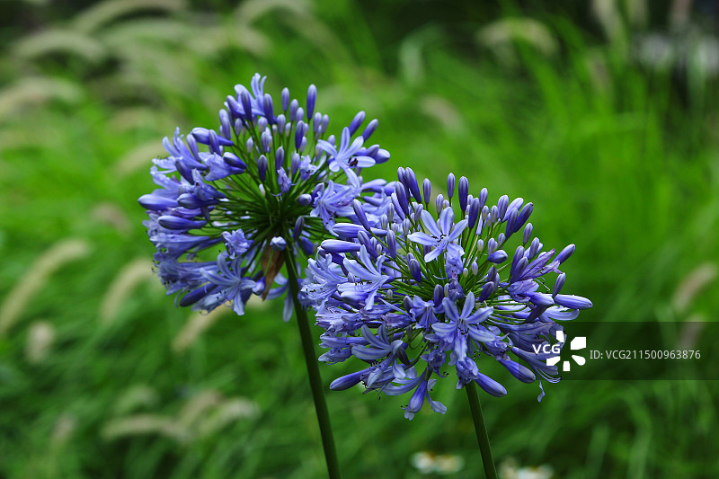 绿化植物欧石竹花图片素材