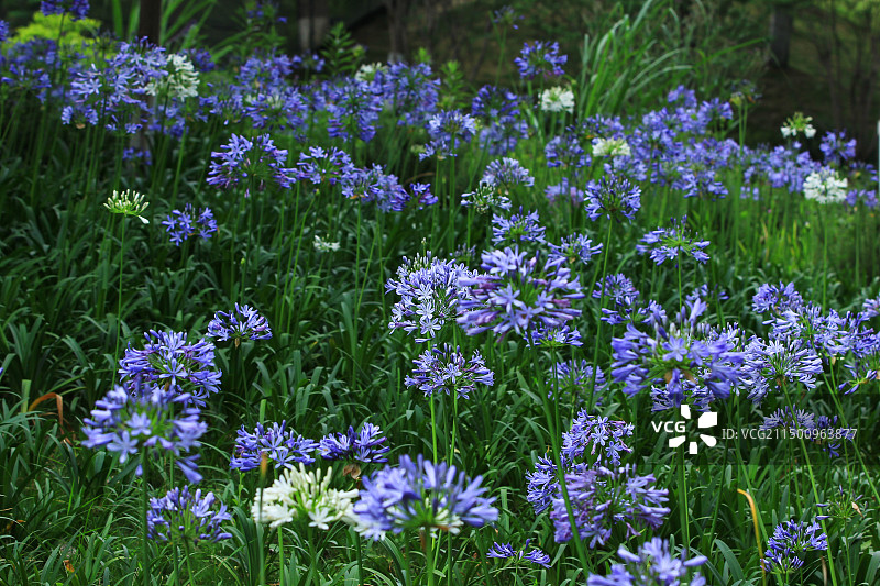 绿化植物欧石竹花图片素材