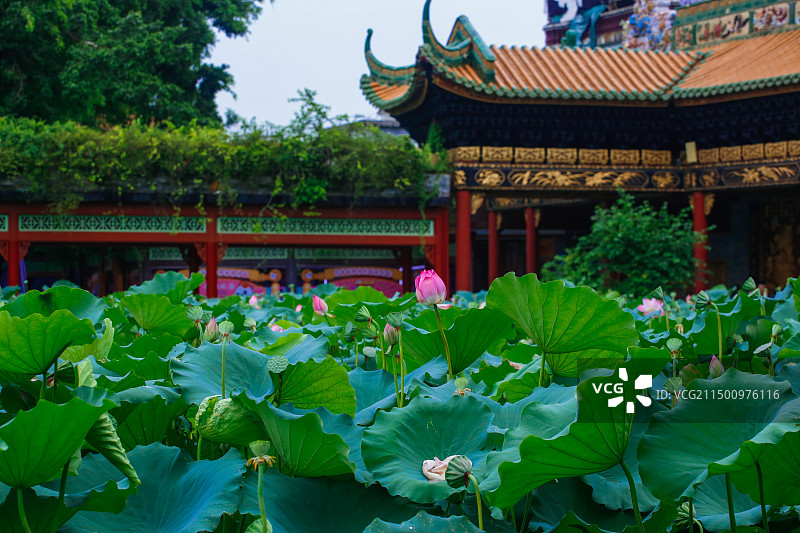 番禺宝墨园的荷花盛开图片素材