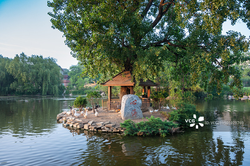 公园里的小木屋，秋天湖边的树顶着天空，夕阳下的大连海事大学心海湖，心海湖里的小木屋，心海湖里的黑天鹅图片素材