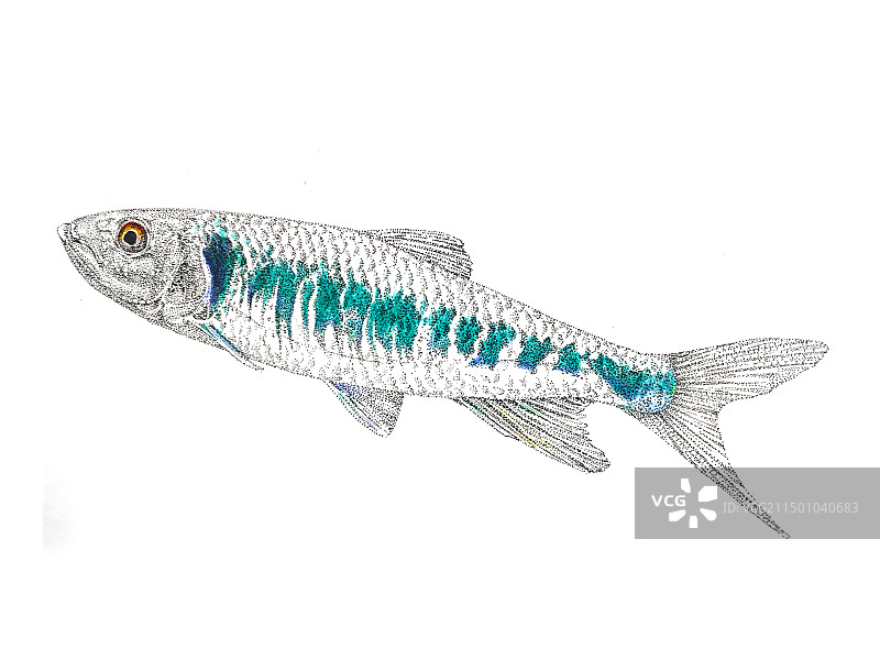 马口鱼路亚原生鱼钓鱼科普绘画插图图片素材