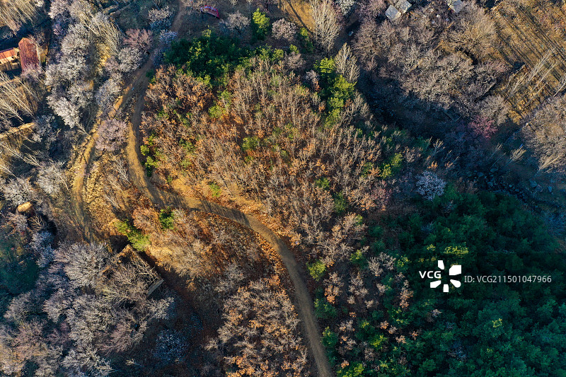 杏花村图片素材