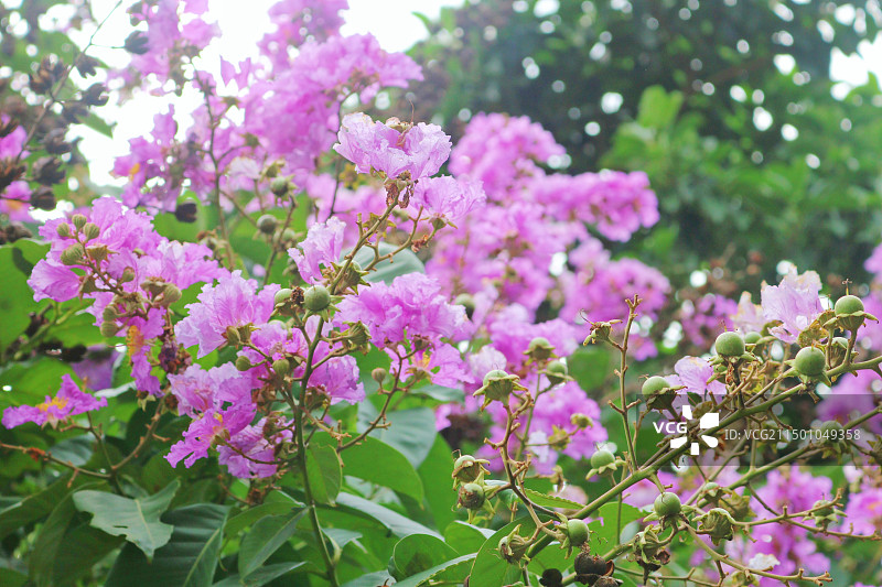 紫薇花图片素材