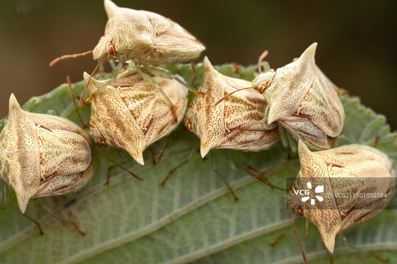 排排坐图片素材