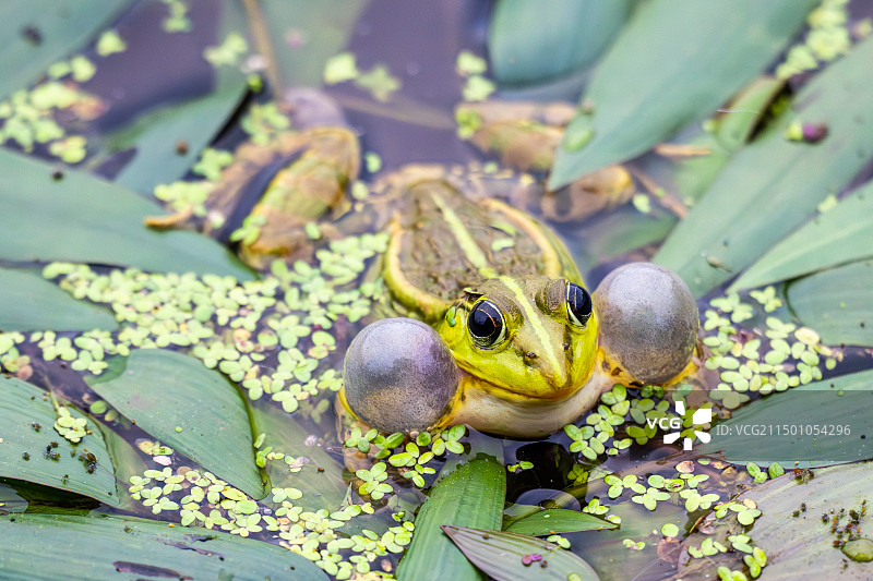 青蛙鸣叫雄蛙声囊鼓起图片素材