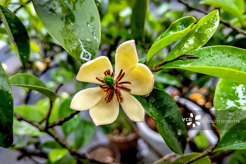 含笑花图片素材