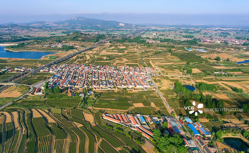 古寨茶园美 春茶上市早图片素材