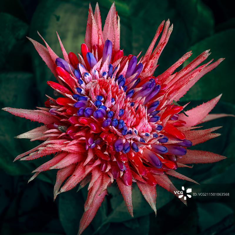 《海南 美叶光萼荷》图片素材