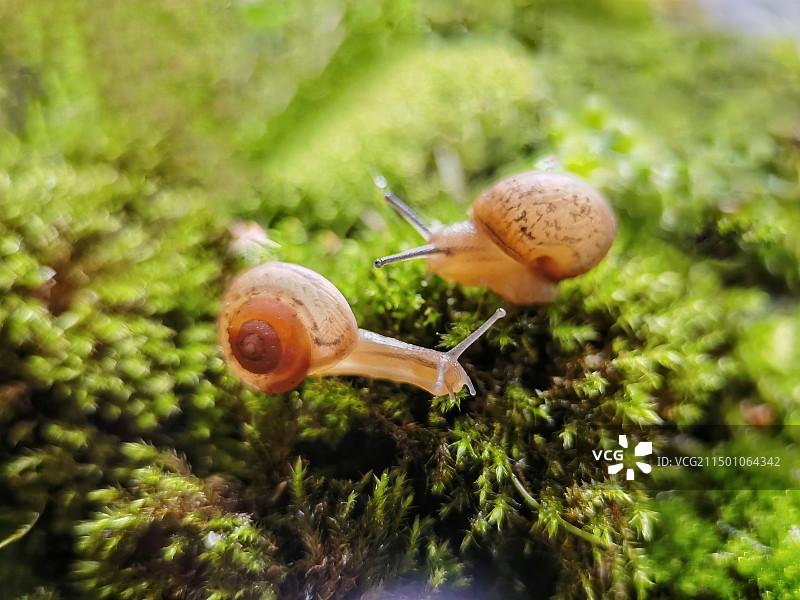 光影下的蜗牛#微距拍摄#微观世界#记录生活中的美#图片素材