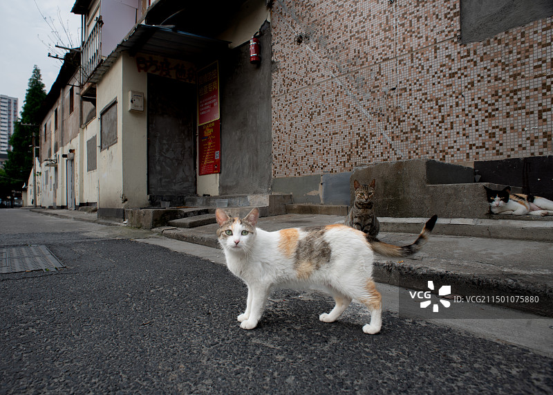 特殊时期的流浪猫图片素材