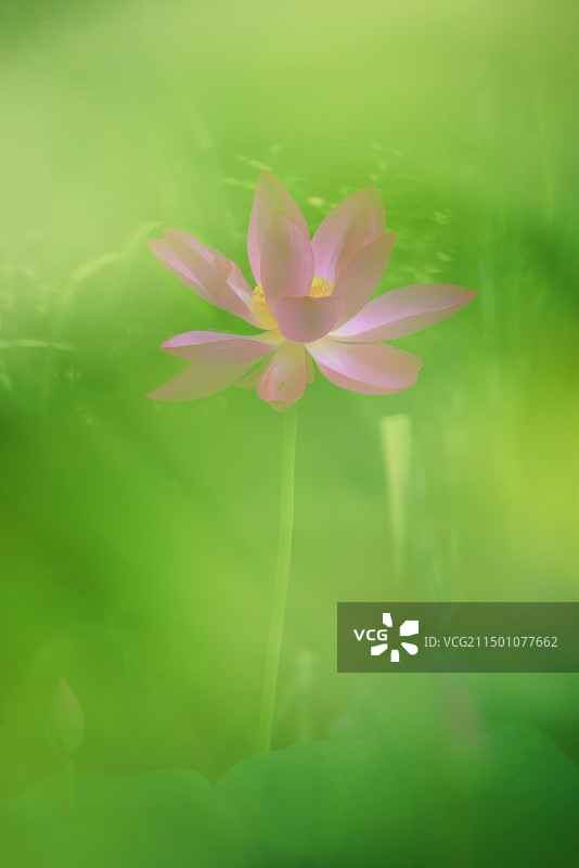 诗意渐浓图片素材