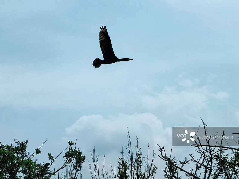 空中飞鸟图片素材