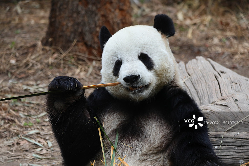 北京动物园大熊猫萌大吃饭特写图片素材