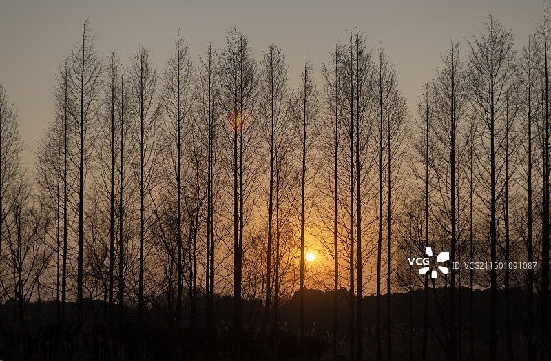冬天落日黄昏下的一排杉树图片素材