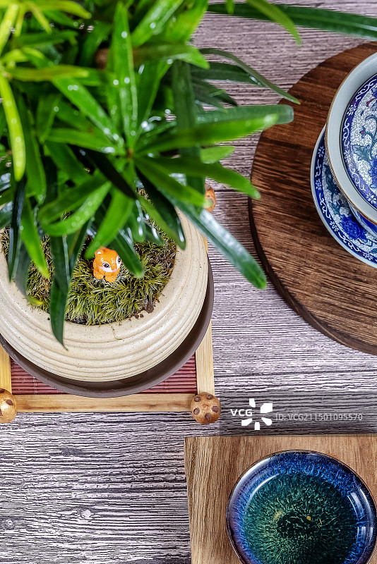 罗汉松图片素材