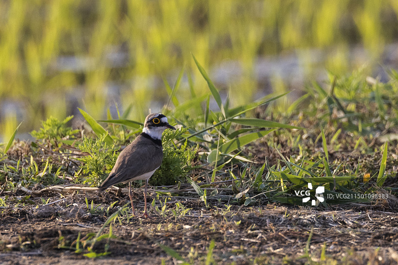 金眶鸻图片素材