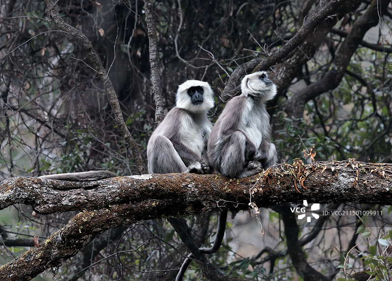 喜马拉雅山长尾叶猴Himalayan Leaf Monkey 2024年3月14日摄于西藏吉隆沟图片素材