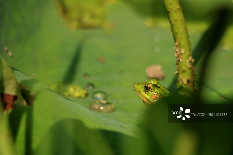 荷叶上的青蛙图片素材