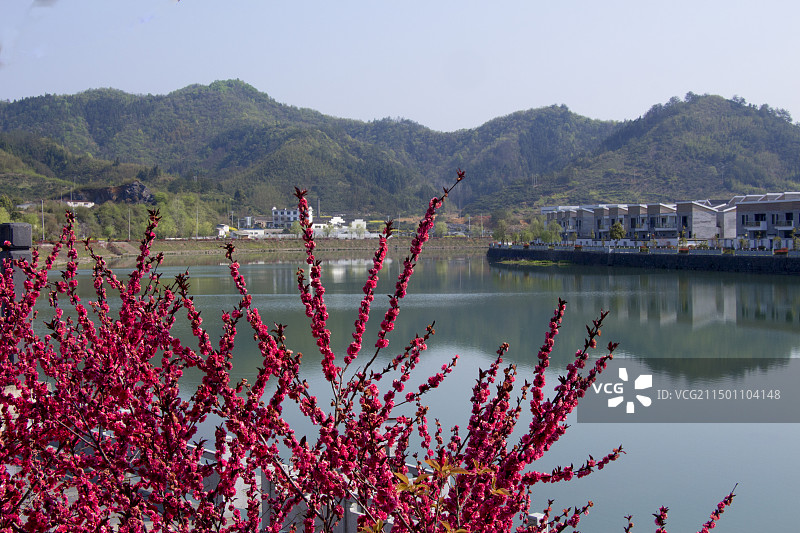 登源河畔桃花图片素材