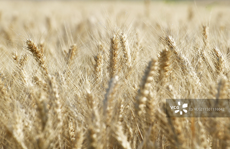 山东枣庄金色的麦田图片素材