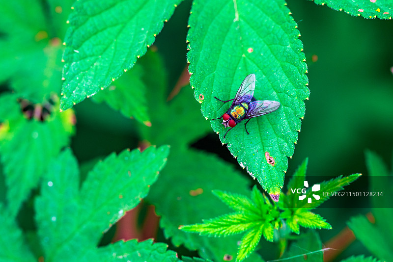 端午微距绿蝇图片素材