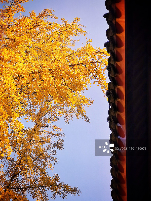 栖霞寺的秋天图片素材