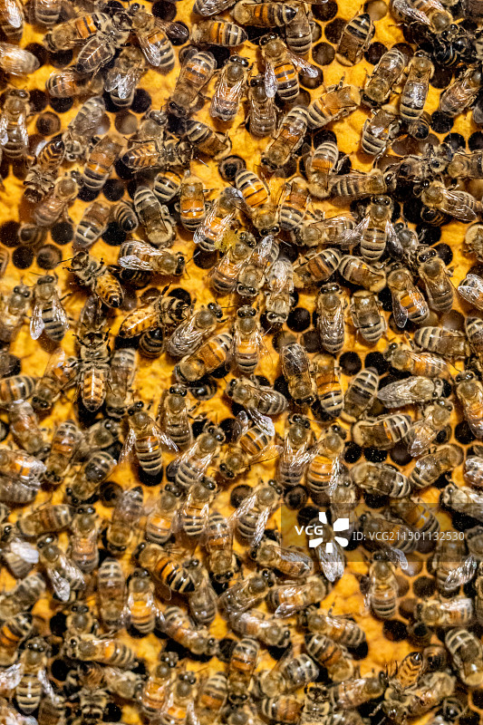 蜜蜂蜂巢图片素材